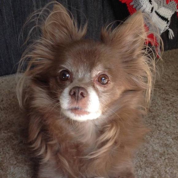 Meet your Posher, Shireen - Picture 1 of 1